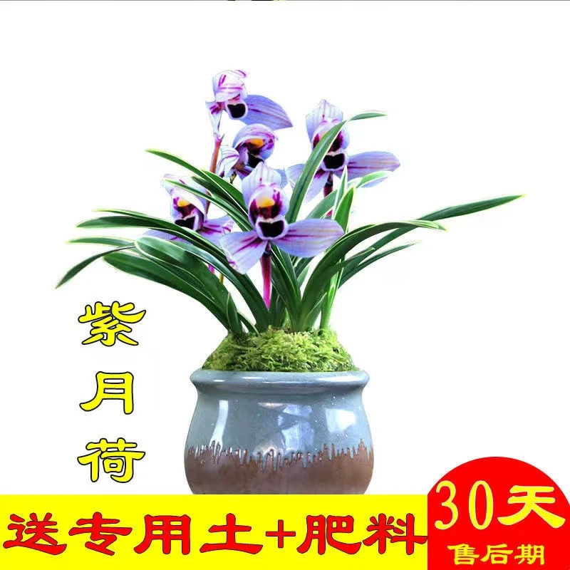 高档浓香型盆栽金边兰花苗紫月荷美观