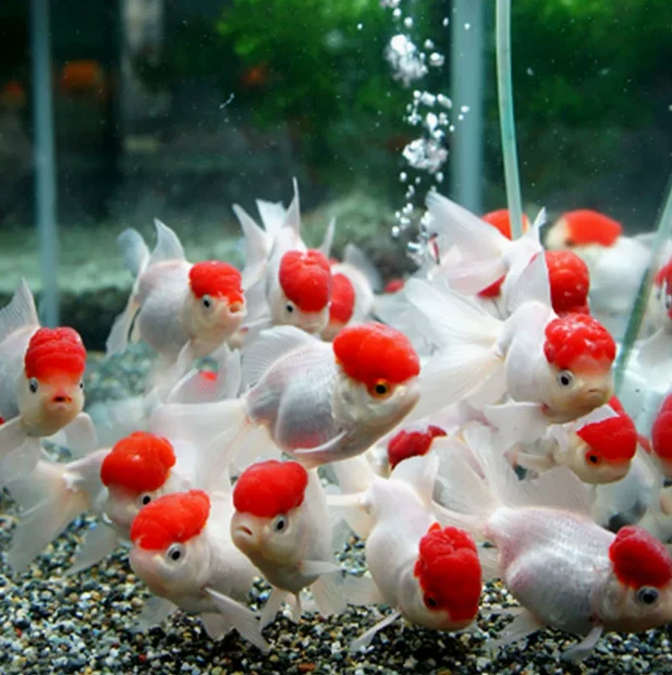 4-7厘米鸿运当头金鱼鱼苗