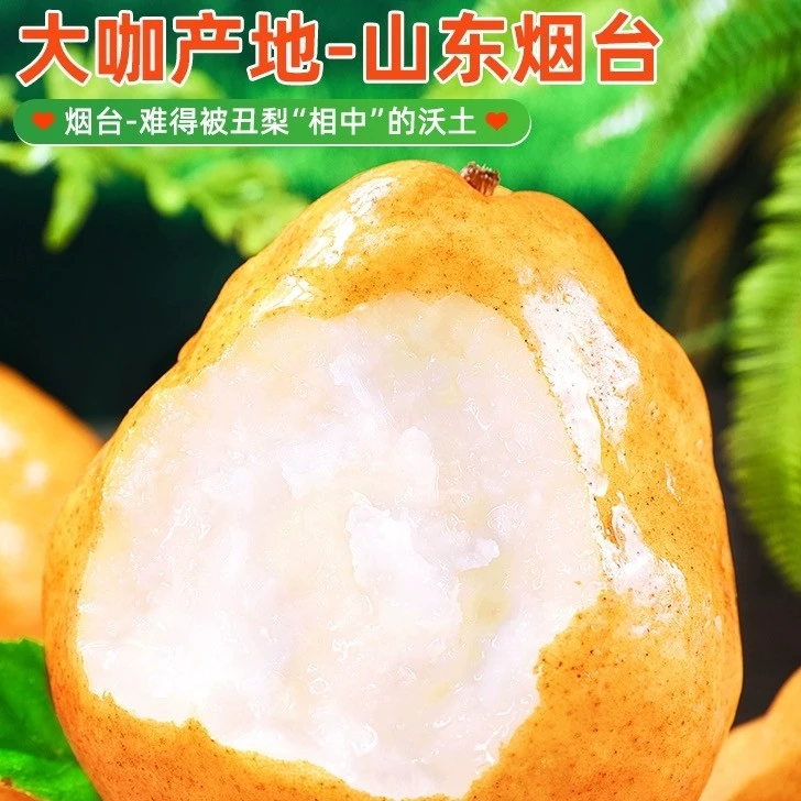 山东烟台丑梨【5斤礼盒装】爆汁 细腻化渣好吃香甜