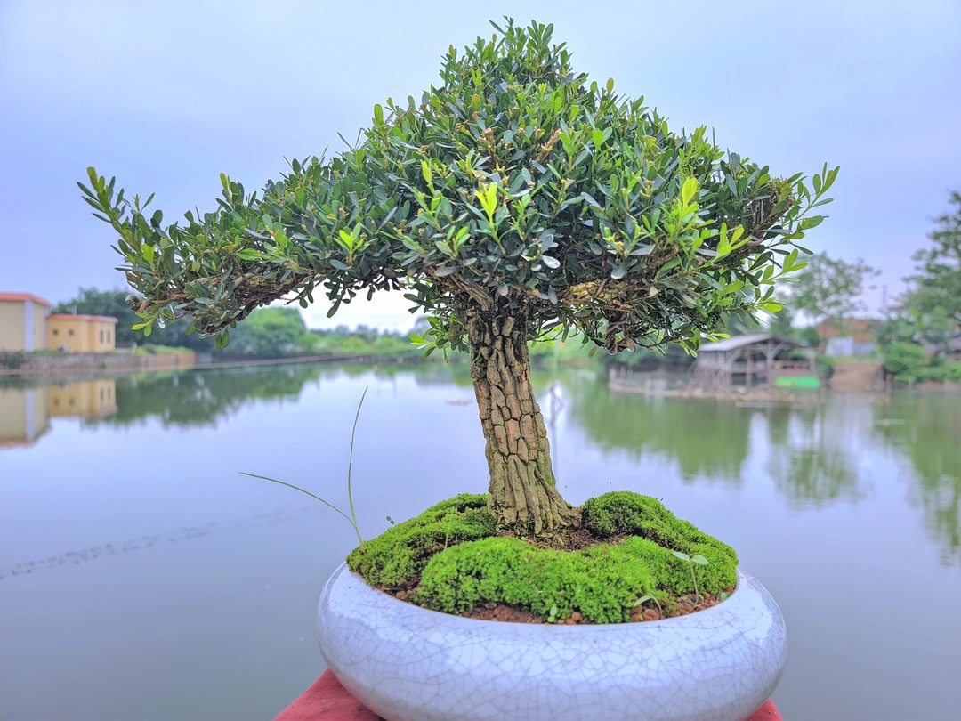 海岛小叶栀子花只在直播间一物一拍!