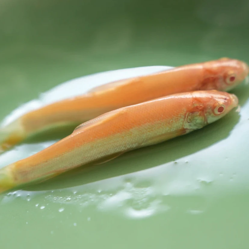 渔场直发现捞四川红眼银雪鱼 每条1-17g左右 生态草皖食用