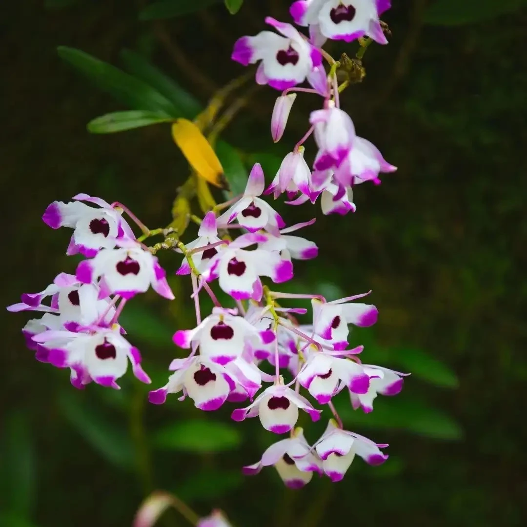 赤水金钗花卉盆景素材  （一物一拍.以直播间展示为准）