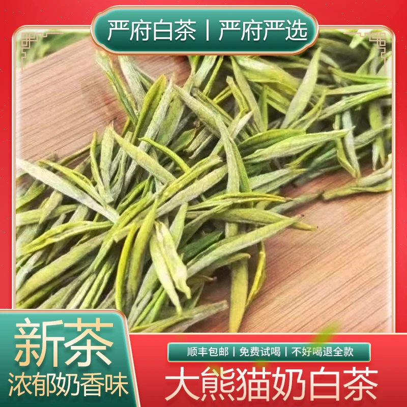 1200【2025年金丝大熊猫】严氏皇金芽白茶茶厂严选好喝