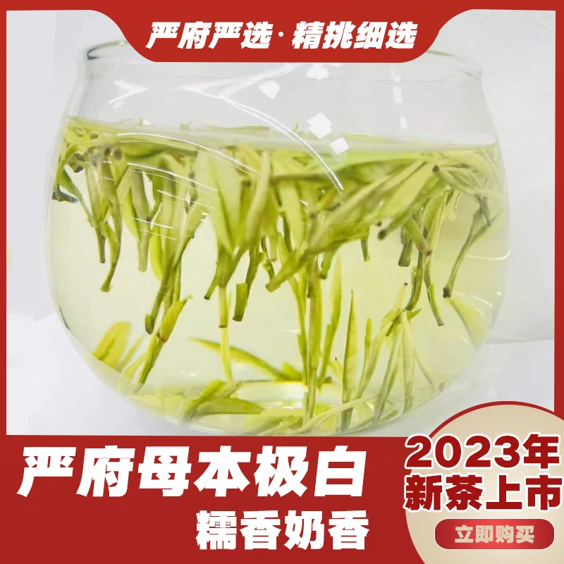 2023年新茶F73  安吉严府白茶天荒坪母本极白奶香味直播