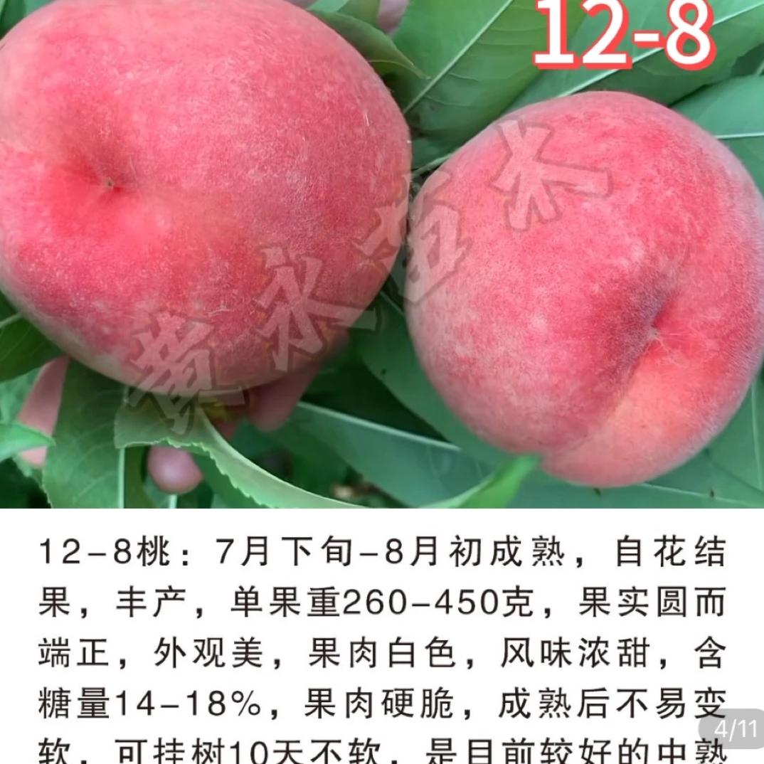 12-8，中桃5种苗，优质品种