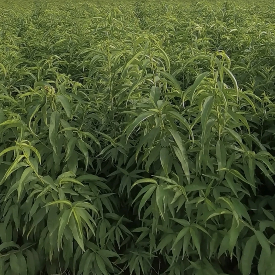 种苗，中潘102，优质品种