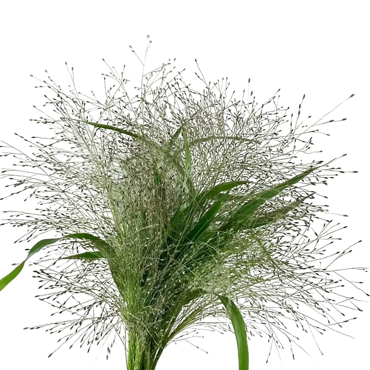 三单包邮，发大件关注点头像进群  云南直发  新鲜花材 一单也批发