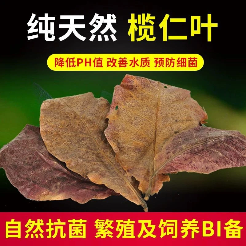 榄仁叶海南正宗榄仁叶斗鱼繁殖热带鱼降酸性滤材PH值黄水