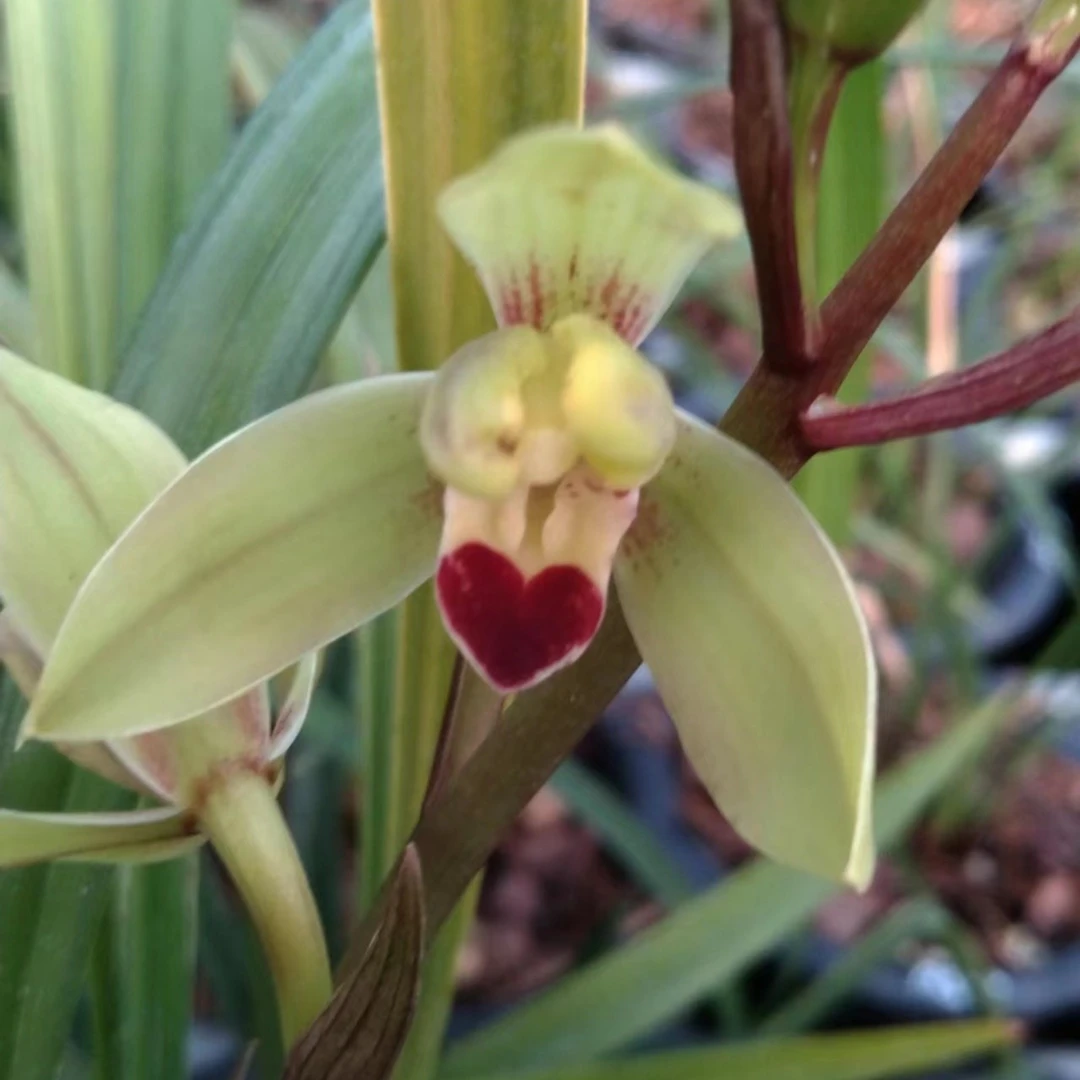 阿华《一物一拍》付款进入