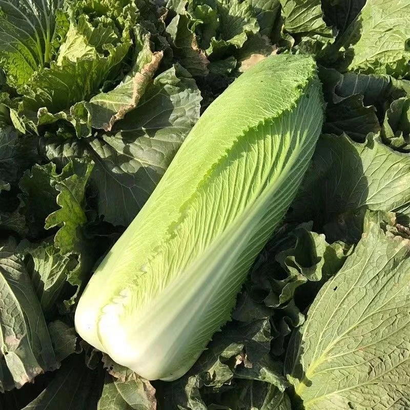 【汇峰农场】绿龙牙菜3斤和6斤装（±2两）新鲜现拔 顺丰包邮