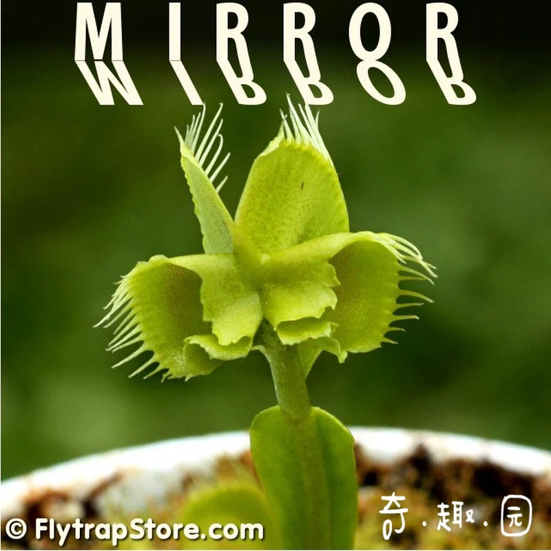 食虫植物-镜像捕蝇草【小苗 包邮 变异捕蝇草】
