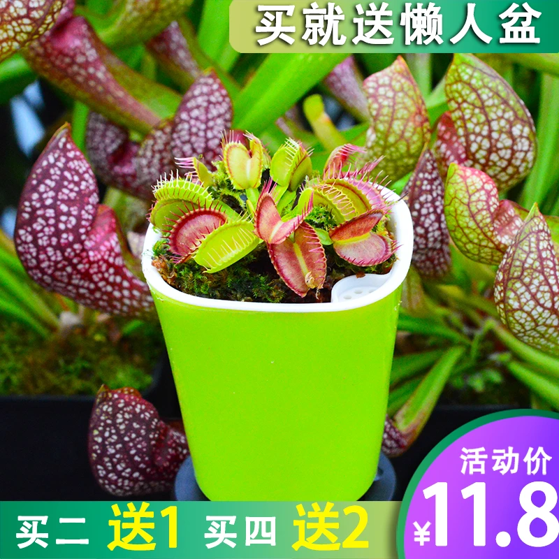 捕蝇草方形懒人植物种好发扑蝇草驱蚊草猪笼草食人花桌面盆栽绿植