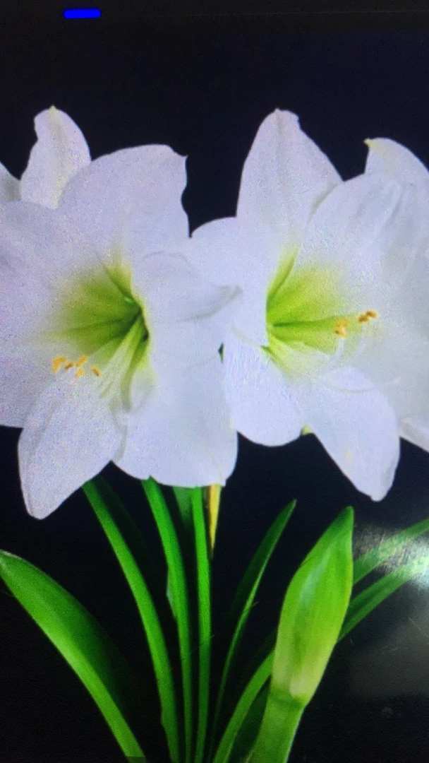 白花小苗一叶预定