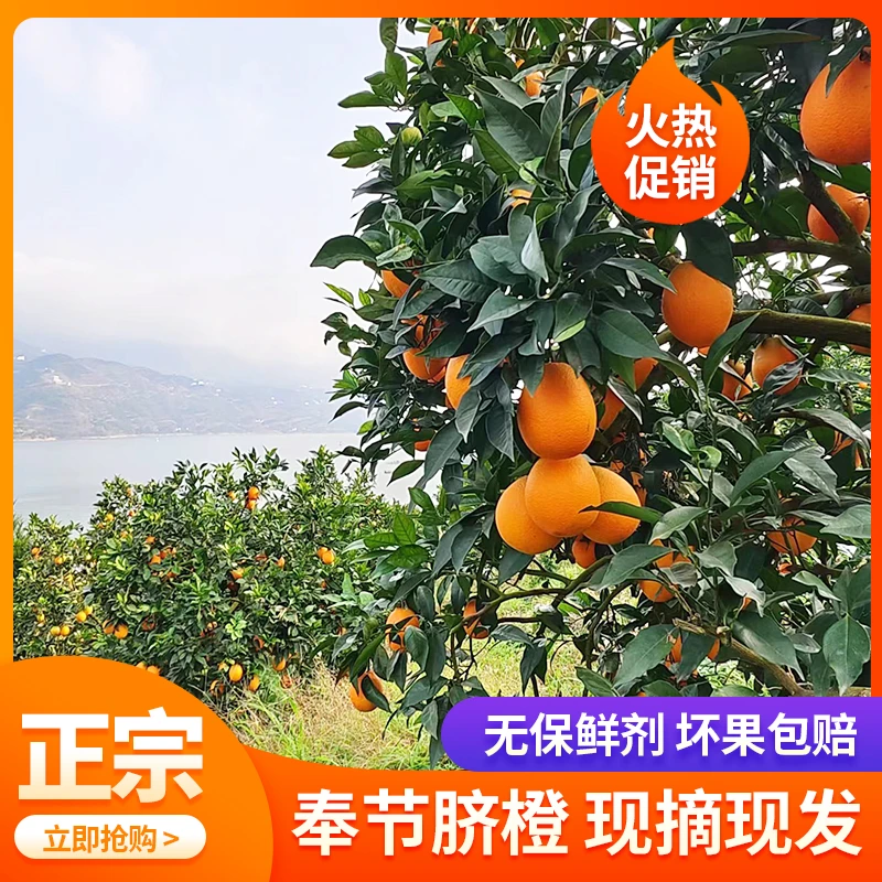 正宗奉节脐橙【纽荷尔】整箱包邮新鲜当季水果农家现摘现发橙子年货