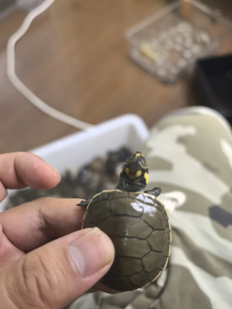 精品老苗黄头侧颈龟，干苗3-4㎝，保留开箱视频，包活到家，含加热包
