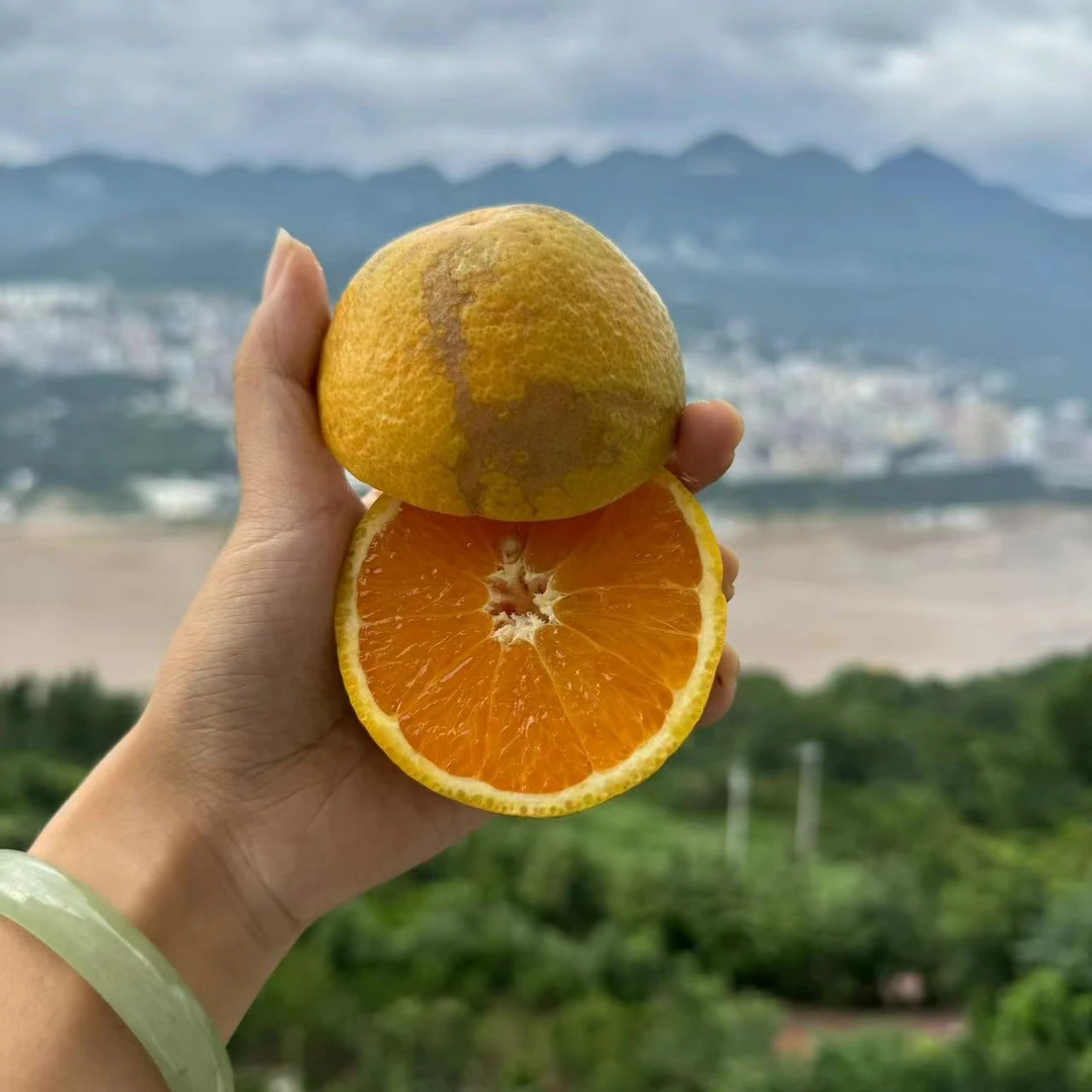 【榨汁橙】花皮粗皮夏橙丑果酸甜橙子现摘新鲜包邮个别干水拍照包赔