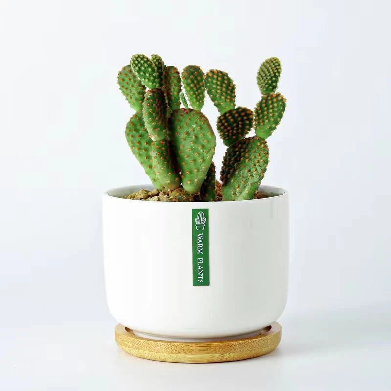 办公室绿植仙人掌