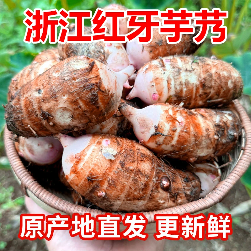 【5斤中大果】浙江红芽芋艿新鲜小香芋软糯毛芋农家时令红嘴芋艿