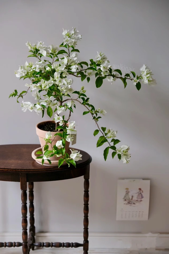 （白雪公主）三角梅四季开花品种爬藤绿植勤花（5度以下请拍保温）