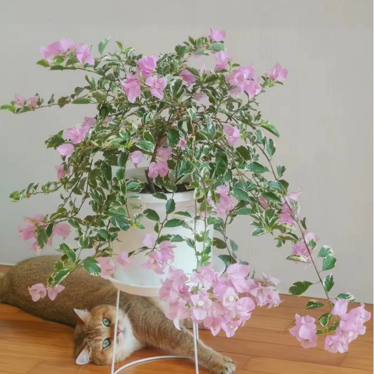 （银边水仙紫）三角梅四季开花品种爬藤绿植勤花（5度以下请拍保温）
