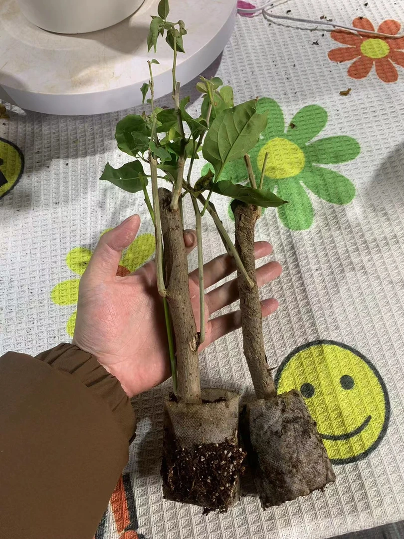 双色小苗两颗）马尼拉小姐，加州黄金养一到两个月爆花机器