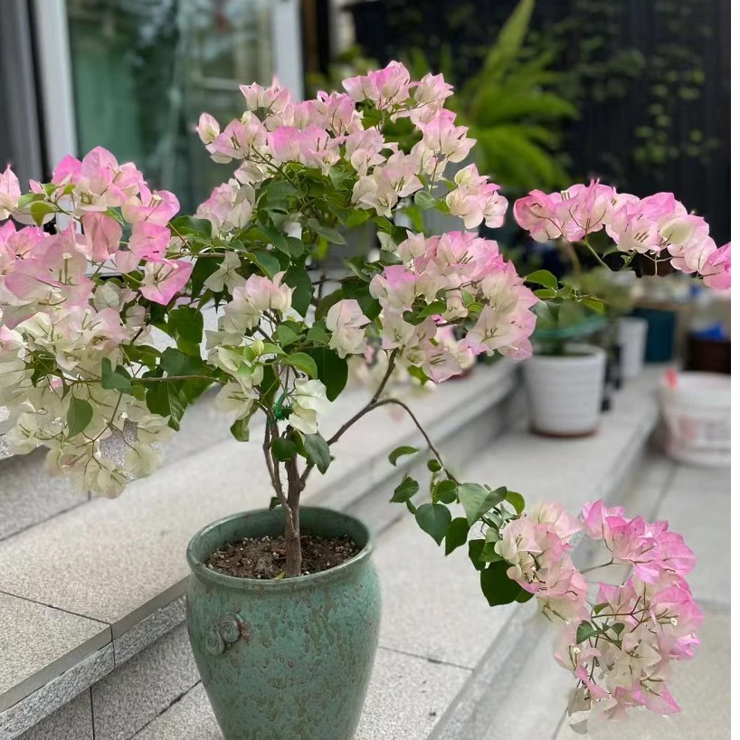 （绿叶樱花）三角梅四季开花品种爬藤绿植勤花（5度以下请拍保温）