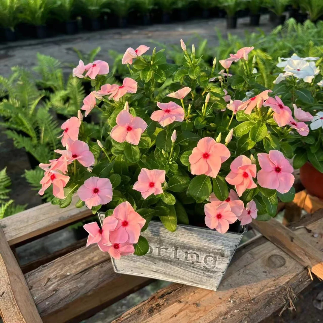 天天开长春花盆栽四季开花耐热多年生阳台庭院植物花卉夏季