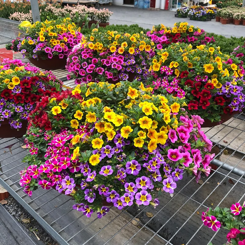 百万小玲盆栽舞春花花卉阳台吊兰爬藤花量多植物易爆盆开花机器