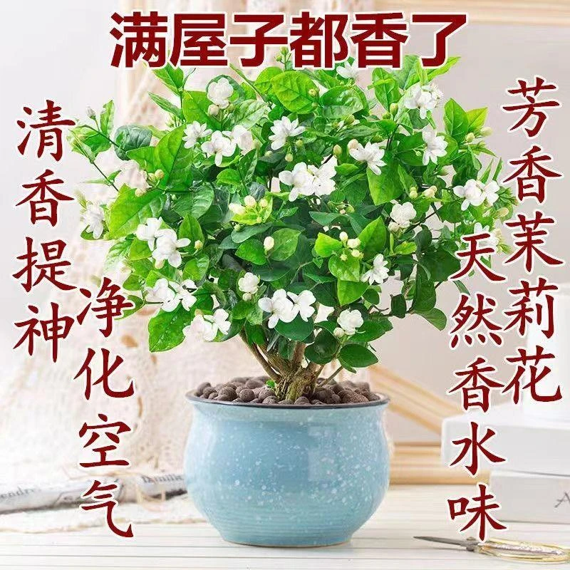 【基地直发】茉莉花盆栽浓香型重瓣好养室内阳台植物驱蚊净化空气