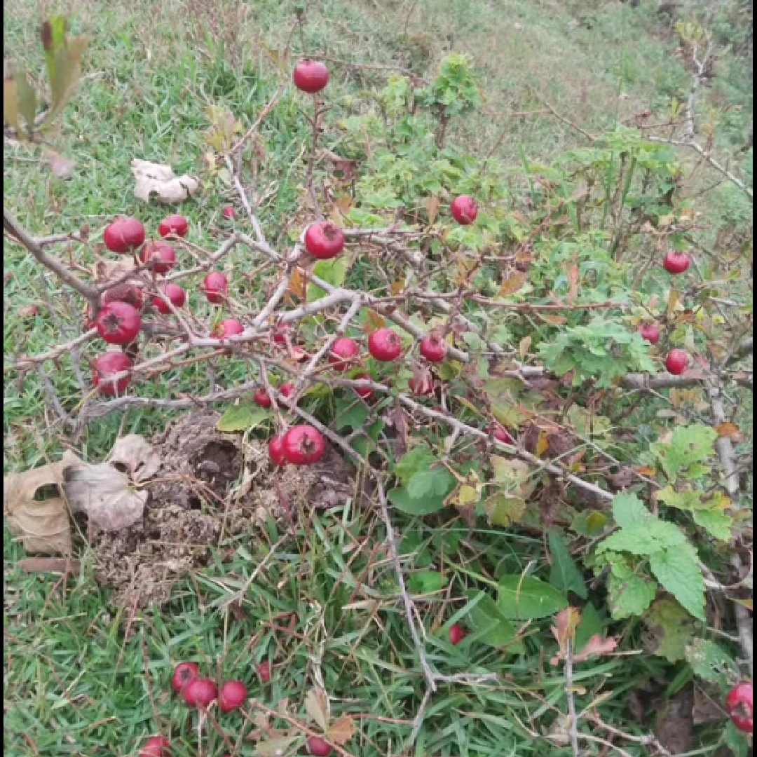 野山楂， 杜鹃，南蛇藤，白鹊梅，乌桕，……