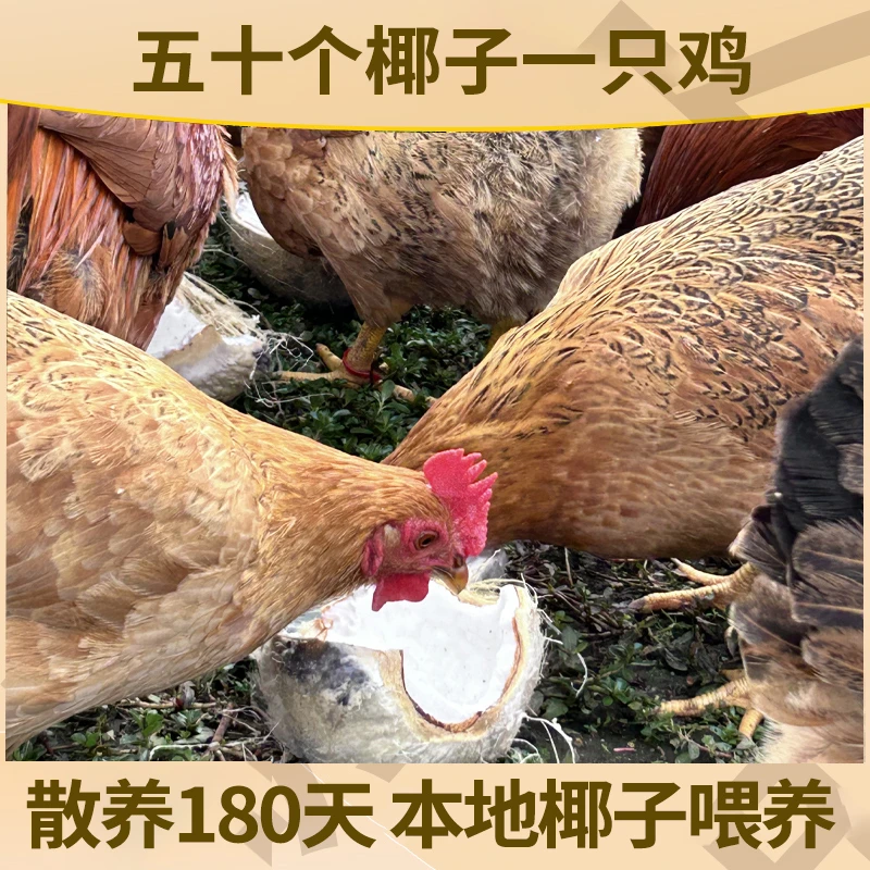 【两只装】海南椰子鸡 ，喂养280天，净重2.7斤-3斤/只