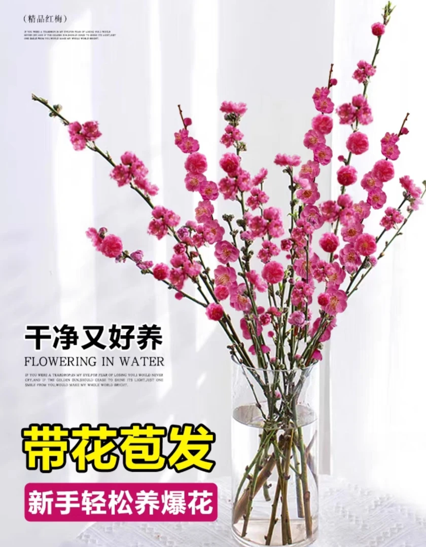 年宵花卉水培红梅桃花好养易活鲜花爆水培花卉客厅