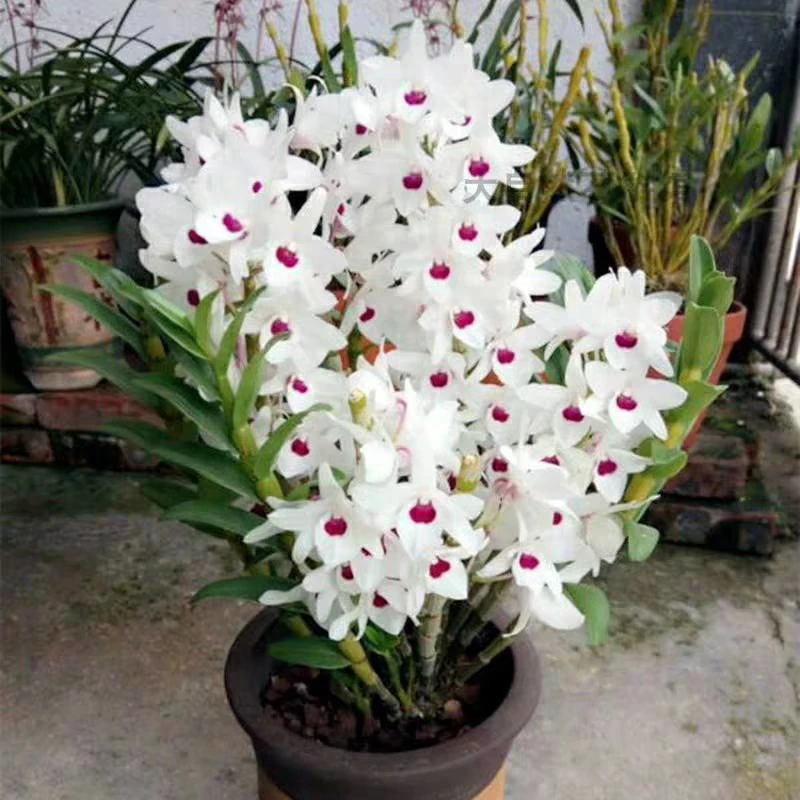 白花红心春石斛 长崎石斛