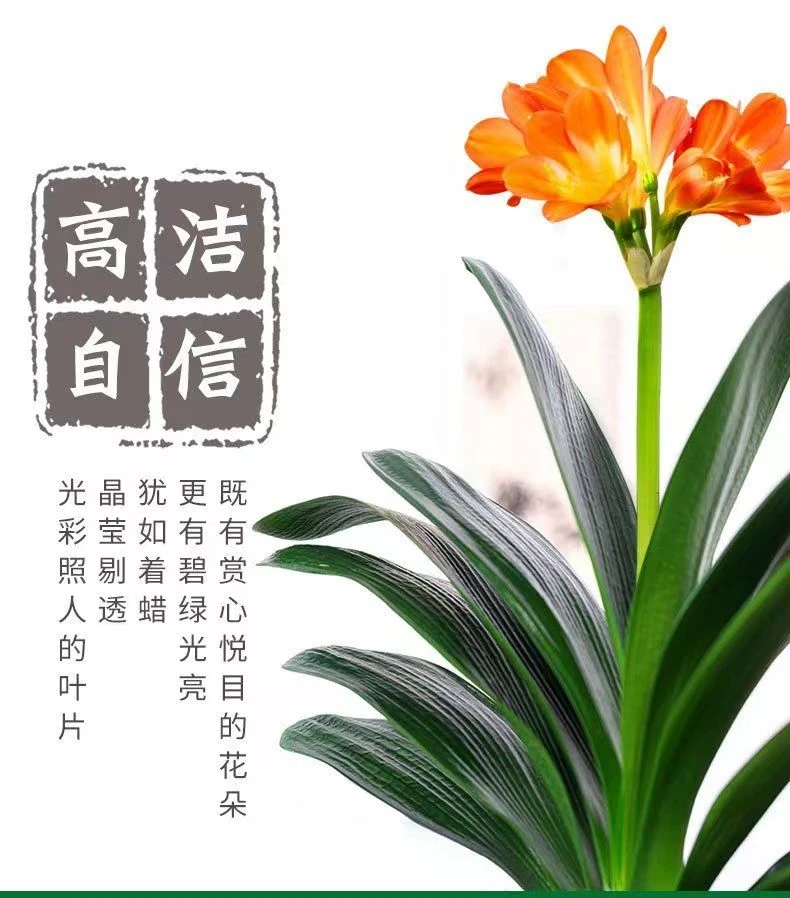 精品君子兰老桩（国兰立板圆头宽叶原盆原土发货）花卉绿植好养易活