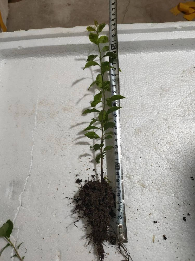 金弹子盆景苗，人工直播苗。