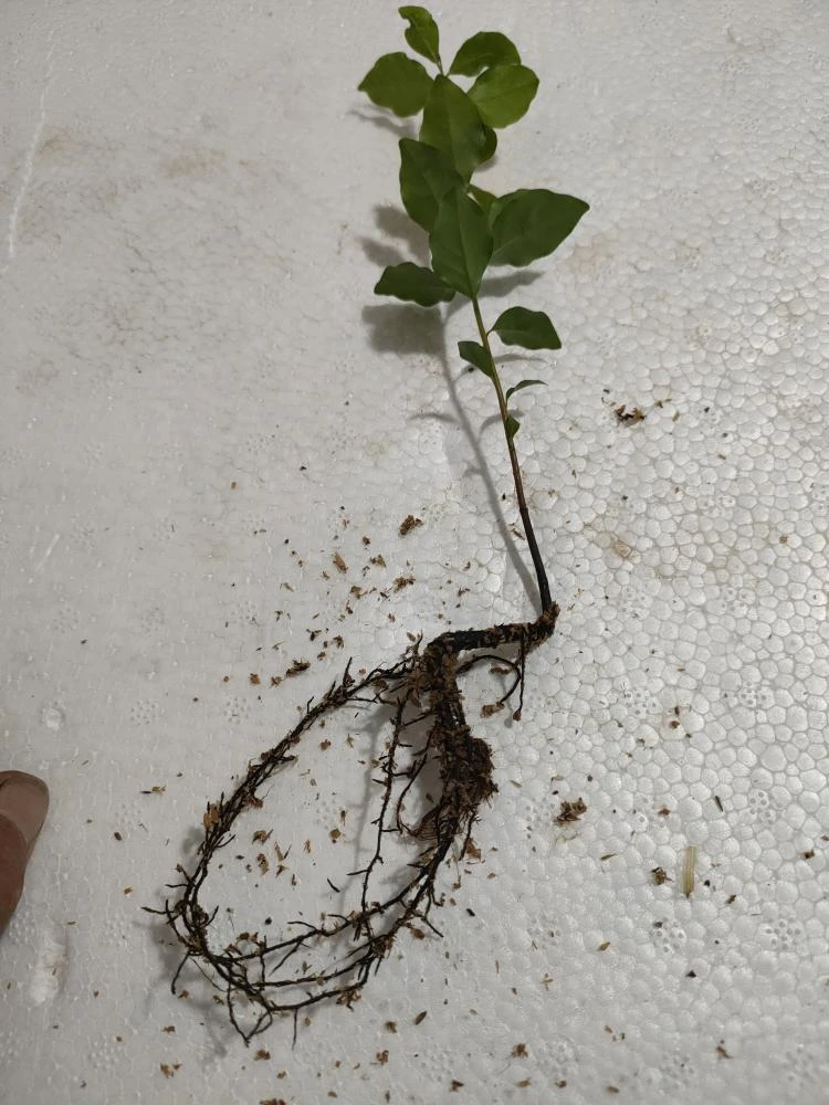 金弹子盆景苗,人工苗