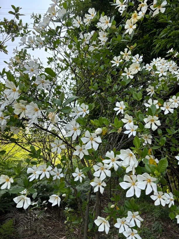 高山栀子花直播间一物一拍