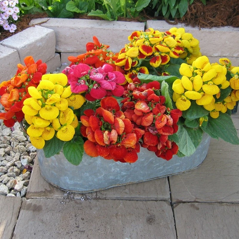 荷包花进口丸化种子蒲包花四季播种花种子好种好养