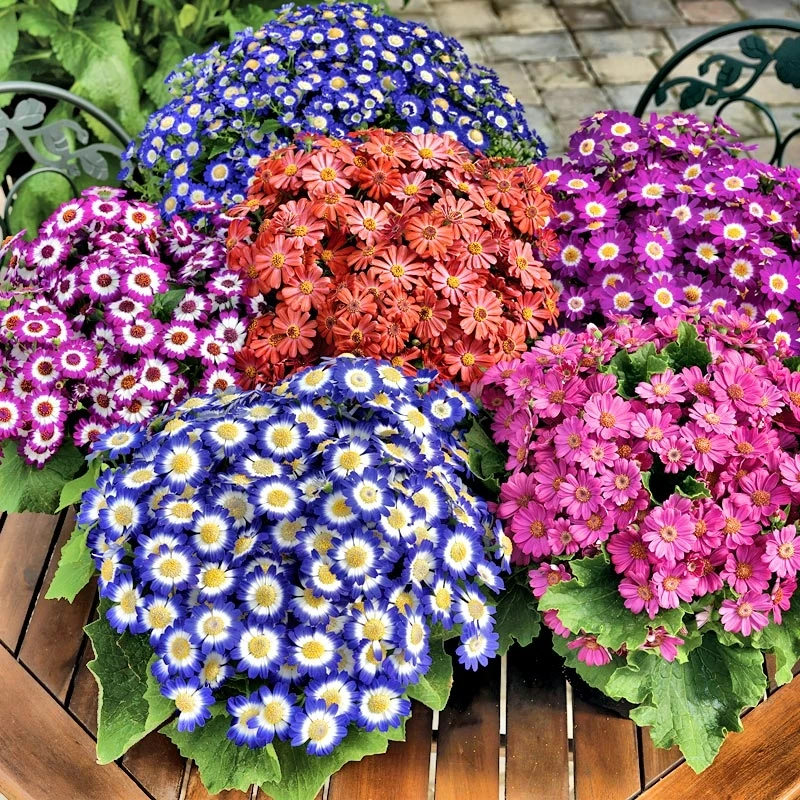 瓜叶菊花种子进口品种庭院花卉混色瓜叶菊花种子