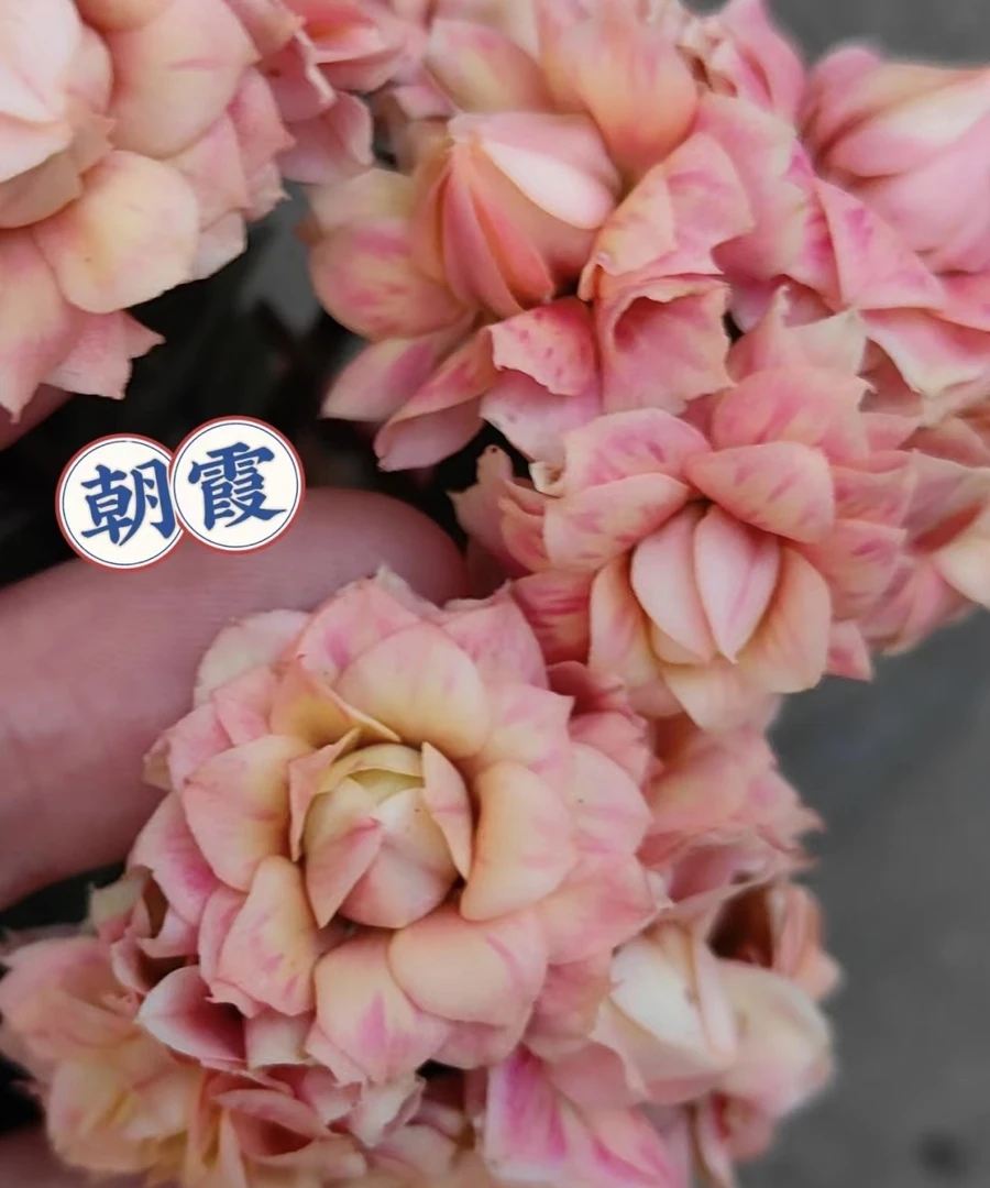 长寿花【朝霞80盆】精致小盆室内精美盆栽