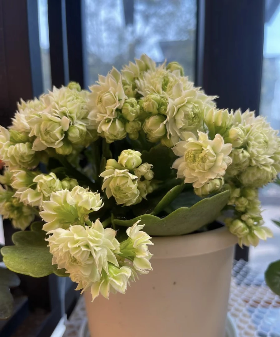 长寿花【伊丽莎白】110精致盆栽 带花苞发货