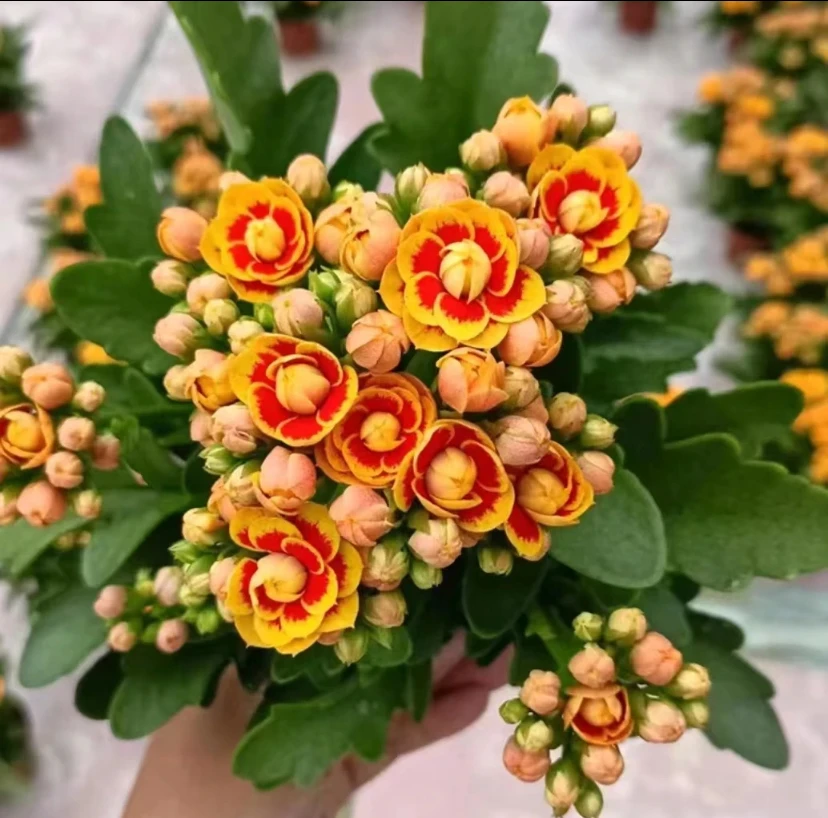 年宵花【金丝雀】80 室内精美盆栽 带花苞发货