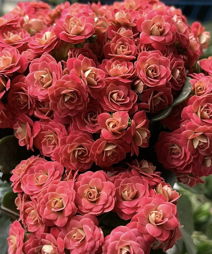 长寿花【花溪】110精美盆栽