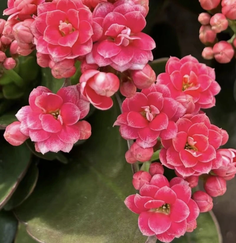 长寿花【胭脂雪】110 室内精美盆栽 带花苞发货 基地直发