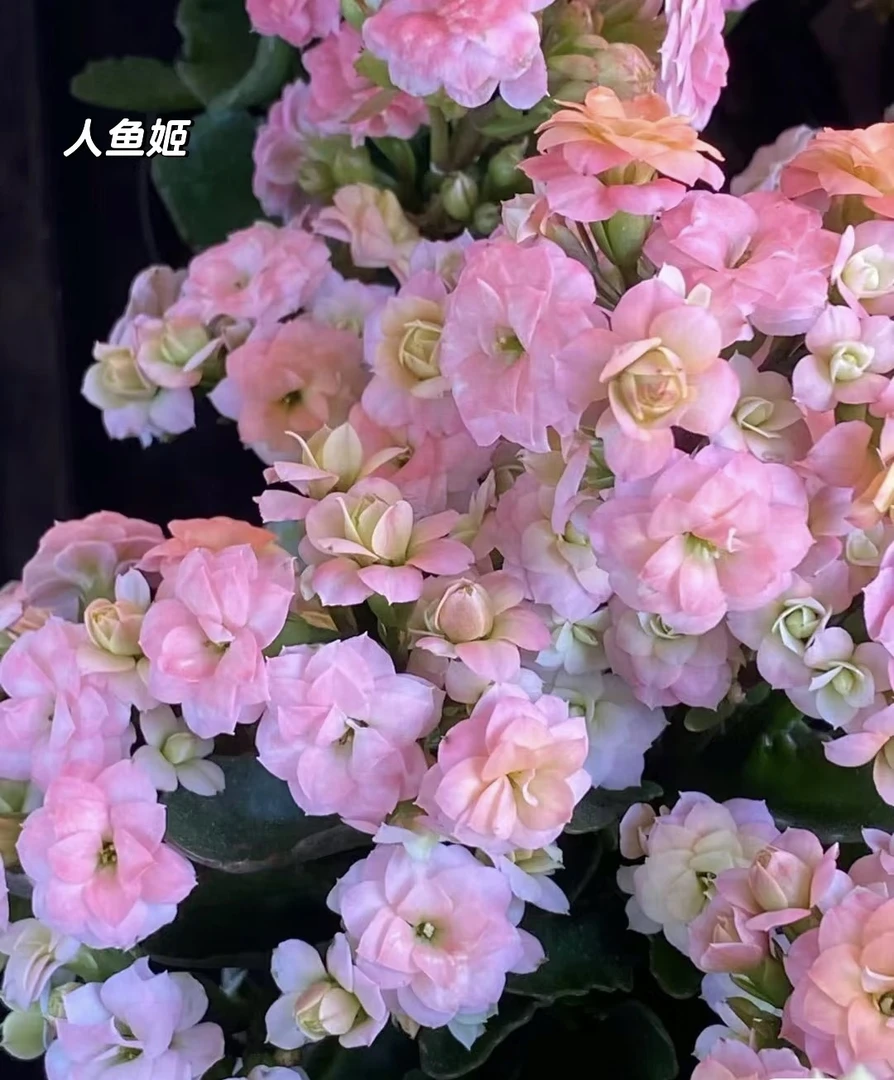 【人鱼姬11cm盆】A级一代苗 原盆原土
