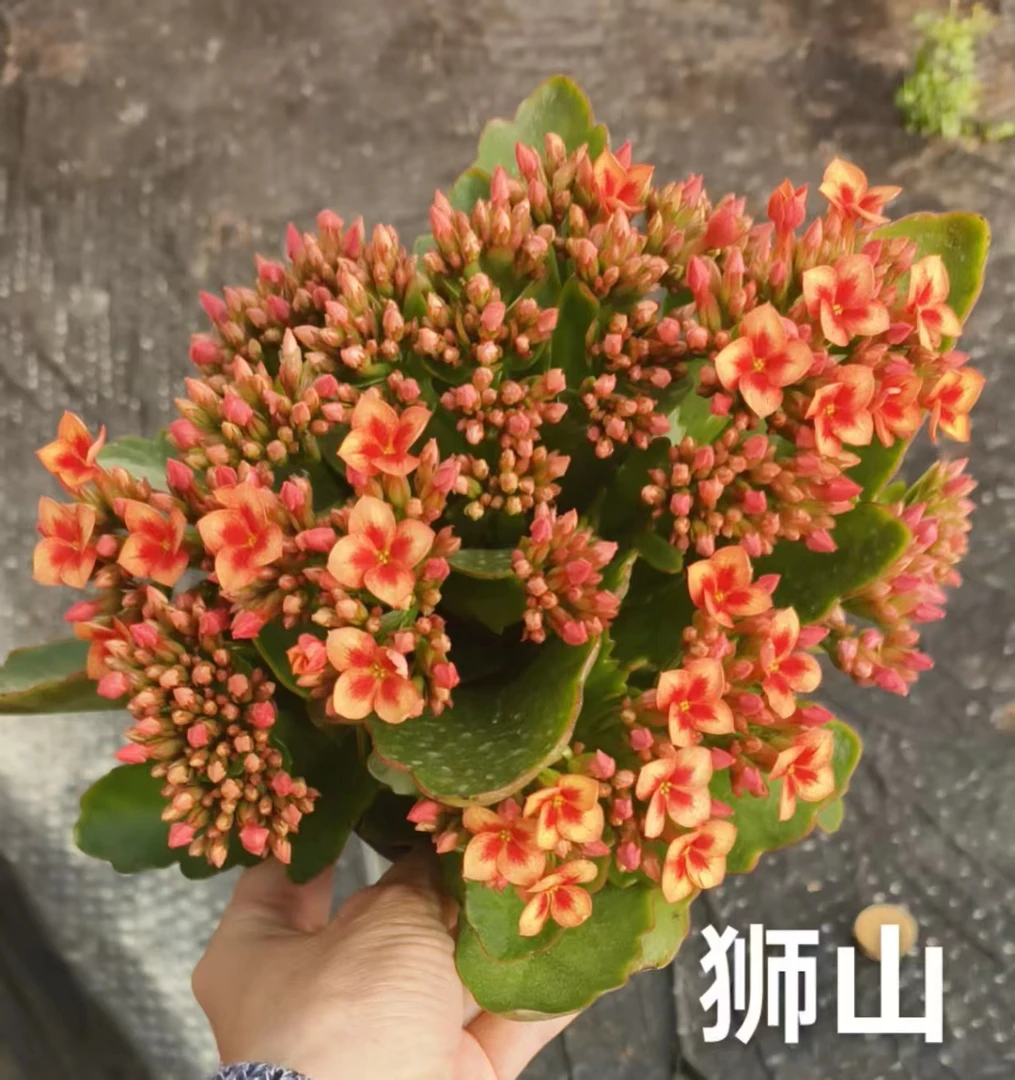 昊景长寿【狮山】100精美盆栽