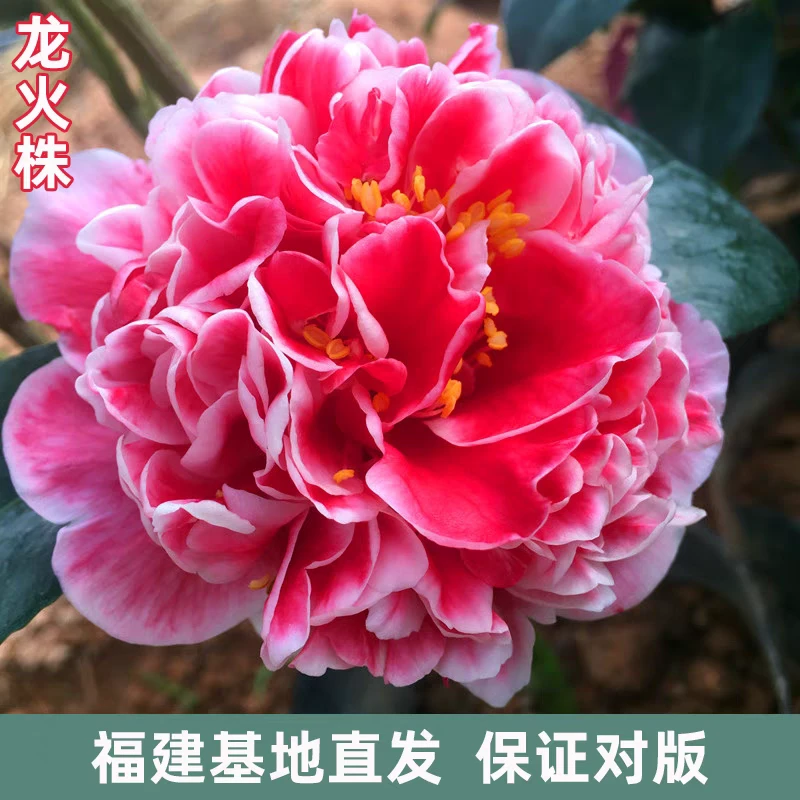 龙火珠茶花盆栽花色奇特开花复色当年可开花