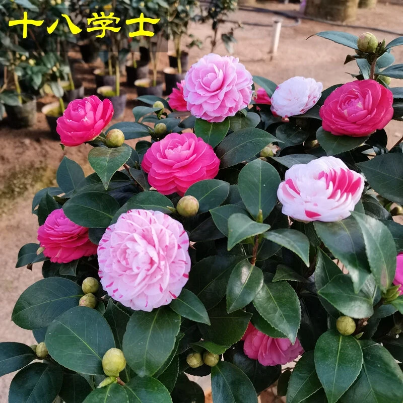 十八学士名贵山茶花盆栽花卉阳台庭院四季常青带花苞
