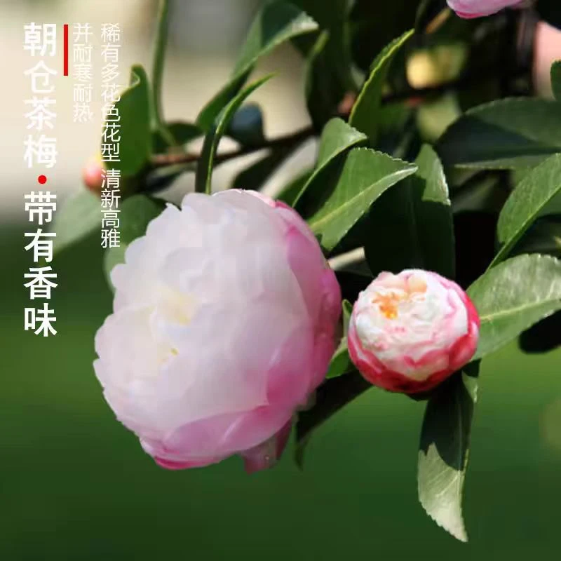 朝仓茶梅山茶花名贵品种带香味花卉盆栽阳台庭院花园树苗