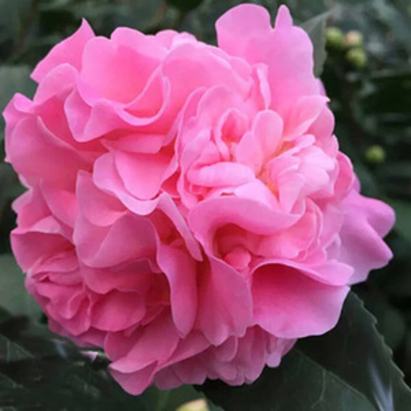 《浓香型》香妃茶花浓香花卉大花可阳台可地栽无花苞当年可开花